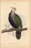 Wompoo Fruit Dove  Ptilinopus Magnificus  Nativeà Poster Print By ® Florilegius / Mary Evans - Item # VARMEL10938850