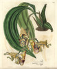 Spotted Coryanthes Orchid  Coryanthes Maculata Poster Print By ® Florilegius / Mary Evans - Item # VARMEL10935316