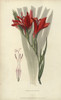Superb Corn Flag  Gladiolus Cardinalis Poster Print By ® Florilegius / Mary Evans - Item # VARMEL10936725