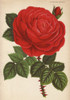 Huge Scarlet Hybrid Rose  Guillaume Gillemot  Rosa Species Poster Print By ® Florilegius / Mary Evans - Item # VARMEL10938678