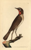Siberian Rubythroat  Luscinia Calliope Poster Print By ® Florilegius / Mary Evans - Item # VARMEL10940292