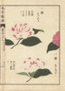 Pink And White Camellias  Ariake And Hagoromoà Poster Print By ® Florilegius / Mary Evans - Item # VARMEL10938638