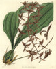 Dark-Flowered Gongoria  Gongoria Atropurpurea Poster Print By ® Florilegius / Mary Evans - Item # VARMEL10934979