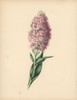 Fringed Orchis With Pale Pink And White Flowersà Poster Print By ® Florilegius / Mary Evans - Item # VARMEL10934566