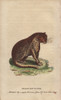 Brasilian Tiger  Panthera Onca Poster Print By ® Florilegius / Mary Evans - Item # VARMEL10940990