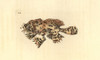 Sargassumfish  Histrio Histrio Poster Print By ® Florilegius / Mary Evans - Item # VARMEL10940564