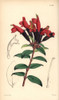 Lipstick Plant  Aeschynanthus Lobbianus Poster Print By ® Florilegius / Mary Evans - Item # VARMEL10935074