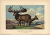 Irish Elk Or Giant Deer  Reisenhirsch  Megaceros Giganteus Poster Print By ® Florilegius / Mary Evans - Item # VARMEL10937666