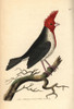 Red-Crested Cardinal  Paroaria Coronata Poster Print By ® Florilegius / Mary Evans - Item # VARMEL10940649