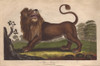 Lion  Panthera Leo Poster Print By ® Florilegius / Mary Evans - Item # VARMEL10941211
