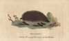 Hedgehog  Erinaceus Europaeus Poster Print By ® Florilegius / Mary Evans - Item # VARMEL10941034