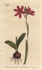 Rose-Coloured Ixia From South Africa  Ixiaà Poster Print By ® Florilegius / Mary Evans - Item # VARMEL10934809