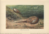 The Atlantic Horseshoe CrabÀ Poster Print By ® Florilegius / Mary Evans - Item # VARMEL10937691