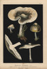 St George'S Mushroom  Calocybe Gambosa  Agaricus Gambosus Poster Print By ® Florilegius / Mary Evans - Item # VARMEL10939296