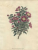 Rosa Spinosissima  Var Flore Marmorea Poster Print By ® Florilegius / Mary Evans - Item # VARMEL10934458