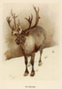 Reindeer/Cecil Aldin Poster Print By Mary Evans Picture Library - Item # VARMEL10049226