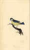 Blue Tit  Cyanistes Caeruleus Poster Print By ® Florilegius / Mary Evans - Item # VARMEL10936369