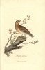 Wood Lark  Lullula Arborea Poster Print By ® Florilegius / Mary Evans - Item # VARMEL10937325