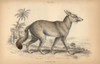 Ruppell'S Fox  Vulpes Rueppellii Poster Print By ® Florilegius / Mary Evans - Item # VARMEL10938817