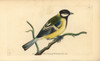 Great Tit  Parus Major Poster Print By ® Florilegius / Mary Evans - Item # VARMEL10940325