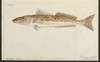 The Common Whiting Poster Print By Mary Evans / Natural History Museum - Item # VARMEL10716271