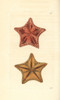 Red Cushion Sea Star  Oreaster Reticulatus Poster Print By ® Florilegius / Mary Evans - Item # VARMEL10940691