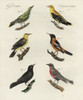 Golden Oriole  Venezuelan Troupial  Orioleà Poster Print By ® Florilegius / Mary Evans - Item # VARMEL10934729