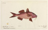 Red Mullet By Robert Neill Poster Print By Mary Evans / Natural History Museum - Item # VARMEL10716179