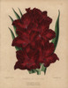 Crimson Gladiolus  Gladiolus Jupiter Poster Print By ® Florilegius / Mary Evans - Item # VARMEL10936824 Crimson Gladiolus  Gladiolus Jupiter Poster Print By ® Florilegius / Mary Evans - Item # VARMEL10936824