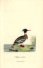 Red-Breasted Merganser  Mergus Serrator Poster Print By ® Florilegius / Mary Evans - Item # VARMEL10937346