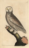 Snowy Owl  Arctic Owl  Great White Owl Or Harfangà Poster Print By ® Florilegius / Mary Evans - Item # VARMEL10940869