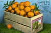 Box Of Oranges From California Poster Print By Mary Evans / Grenville Collins Postcard Collection - Item # VARMEL10957164