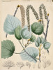 Populus Tremula  Aspen Poster Print By Mary Evans / Natural History Museum - Item # VARMEL10706766