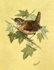 Wren Poster Print By Malcolm Greensmith ® Adrian Bradbury/Mary Evans - Item # VARMEL10271254