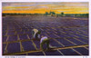 California  Usa - Drying Prunes In The Hot Sun Poster Print By Mary Evans / Grenville Collins Postcard Collection - Item # VARMEL10678712