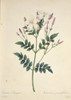 Jasminum Grandiflorum  Spanish Jasmine Poster Print By Mary Evans / Natural History Museum - Item # VARMEL10704944