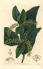 Pea Blanca  Coccoloba Coronata Poster Print By ® Florilegius / Mary Evans - Item # VARMEL10935339