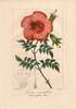 Chinese Trumpet Vine  Campsis Grandifloraà Poster Print By ® Florilegius / Mary Evans - Item # VARMEL10934604