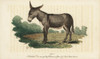 Ass Or Donkey  Equus Africanus Asinus Poster Print By ® Florilegius / Mary Evans - Item # VARMEL10937903