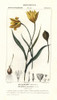 Woodland Tulip  Tulipa Sylvestris Poster Print By ® Florilegius / Mary Evans - Item # VARMEL10936134