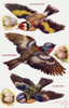 Birds On The Wing Cut Out Poster Print By Mary Evans Picture Library/Peter & Dawn Cope Collection - Item # VARMEL11066196