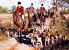 Fox Hunting - Riders And Their Dogs Poster Print By Malcolm Greensmith ® Adrian Bradbury/Mary Evans - Item # VARMEL10265223