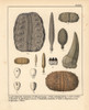 Fossils Of Extinct Cidarites  Spalangus  Nudeolitusà Poster Print By ® Florilegius / Mary Evans - Item # VARMEL10941121