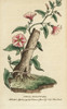 Field Bindweed  Convolvulus Arvensis Poster Print By ® Florilegius / Mary Evans - Item # VARMEL10937957