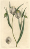 Globe Lily  Calochortus Albus Poster Print By ® Florilegius / Mary Evans - Item # VARMEL10935192