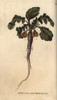 Radish  Raphanus Sativus  Root Vegetable Poster Print By ® Florilegius / Mary Evans - Item # VARMEL10936084
