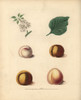 Apricot Varieties  Prunus Armeniaca Poster Print By ® Florilegius / Mary Evans - Item # VARMEL10935679