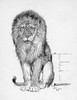 Illustration By Cecil Aldin  The Lion Poster Print By Mary Evans Picture Library - Item # VARMEL10956841