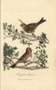 Lesser Redpole  Fringilla Linaria  Lesser Redpollà Poster Print By ® Florilegius / Mary Evans - Item # VARMEL10937362