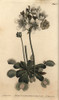 Venus Flytrap  Dionaea Muscipula  Carnivorous Plant Poster Print By ® Florilegius / Mary Evans - Item # VARMEL10936050